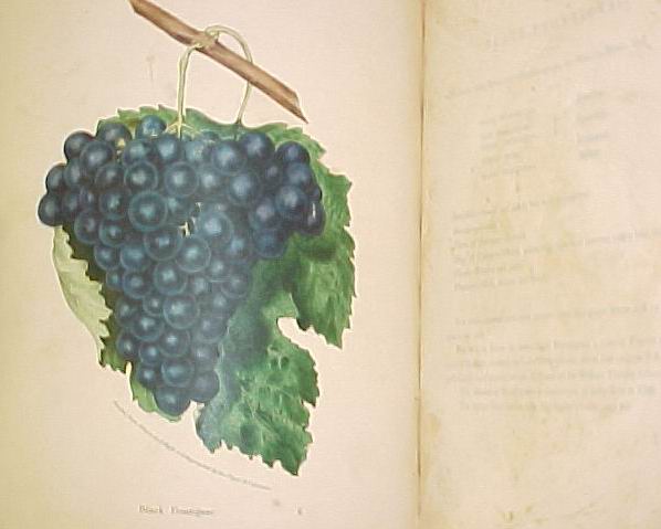 Hoffy, Alfred: The Orchardist's Companion A Quarterly Journal Fruits of the U... Hoffy, Alfred: The Orchardist's Companion A Quarterly Journal Fruits of the U...