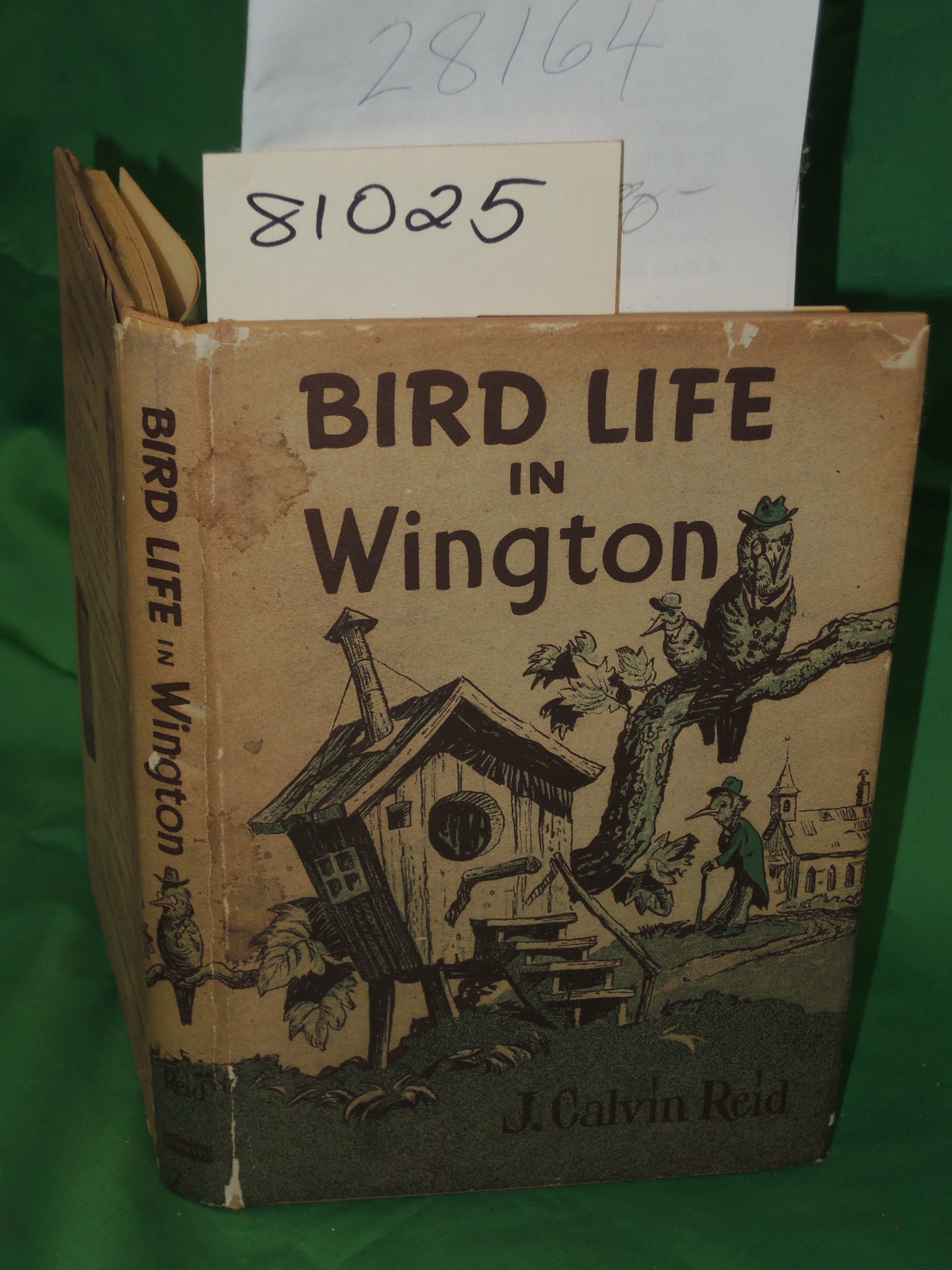 Reid, John Calvin: Bird Life in Wington: DJ Sermonettes for Young Folk in Sto...