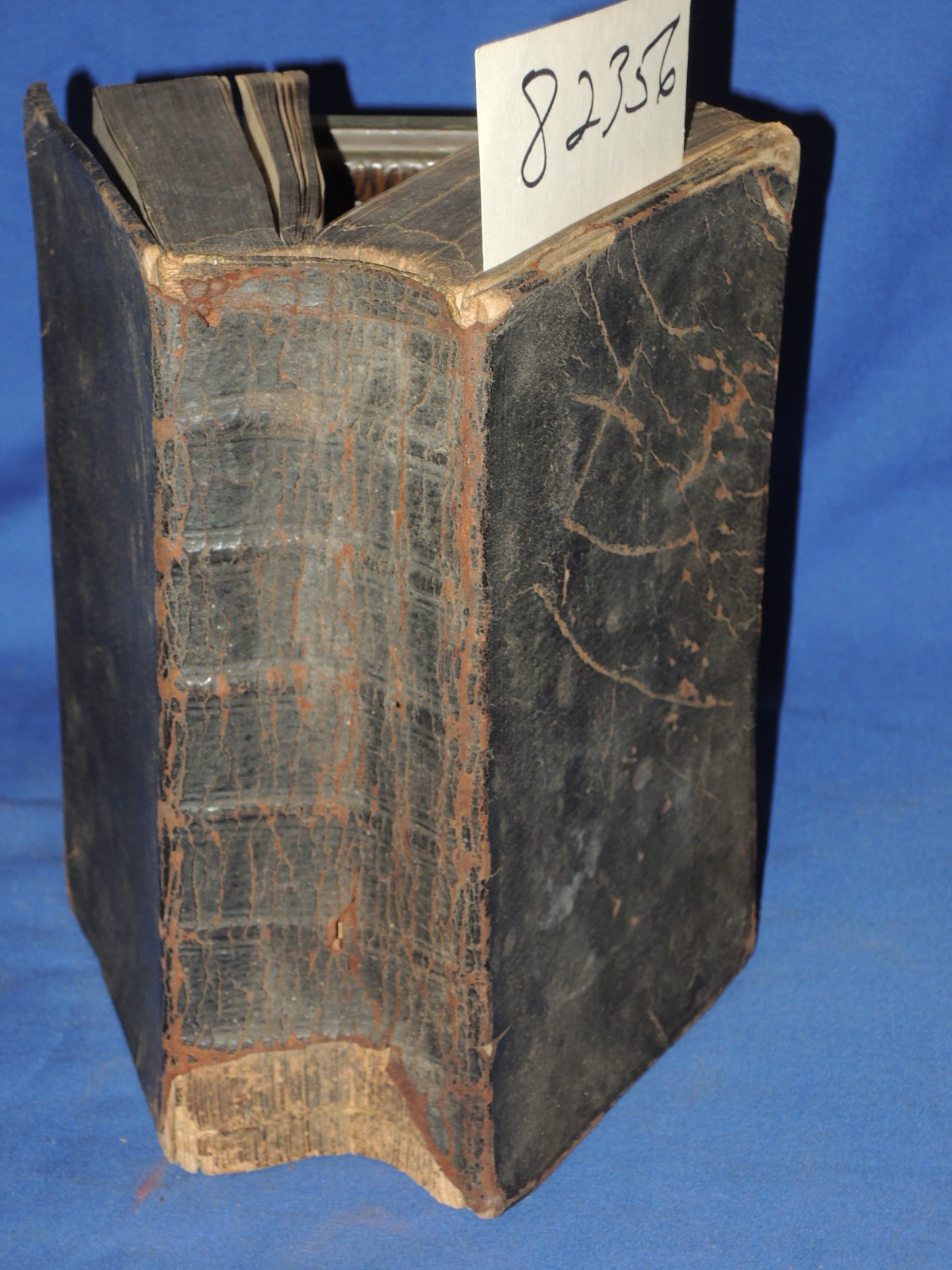 Enderes, Johann Jacob: Durchlauchtigste Furstin Shadigste Furstin und Grau