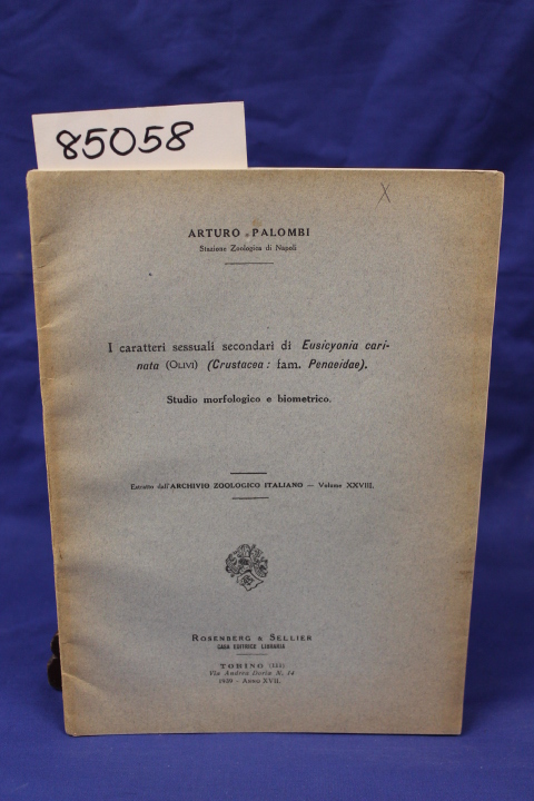 Palombi, Arturo: I CARATTERI SESSUALI SECONDARI DI EUSICYONIA CARINATA (OLIVI...