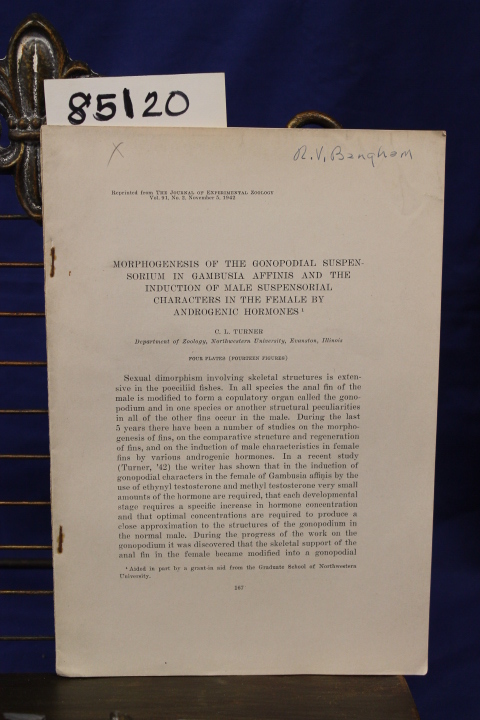 Turner, Clarence Lester: MORPHOGENESIS OF THE GONOPADIAL SUSPENSORIUM IN GAMB...