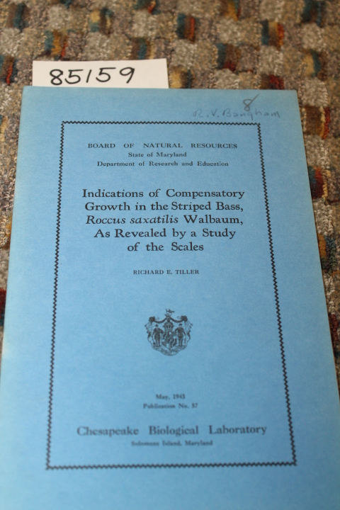 TILLER, RICHARD E.: INDICATIONS OF COMPENSATORY GROWTH IN THE STRIPED BASS, R...