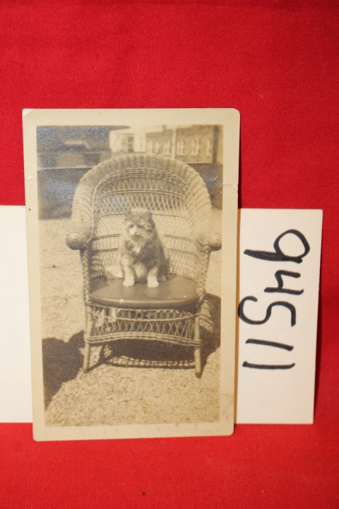 Photograph ORIGINAL: Photograph ORIGINAL 1920 of cat sitting in wicker chair